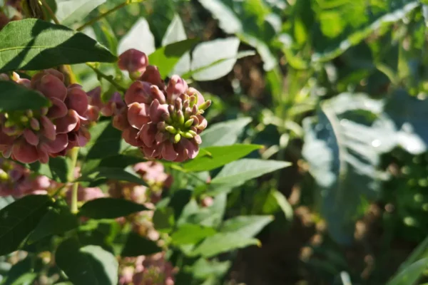 Jardin-Forêt du Chambon