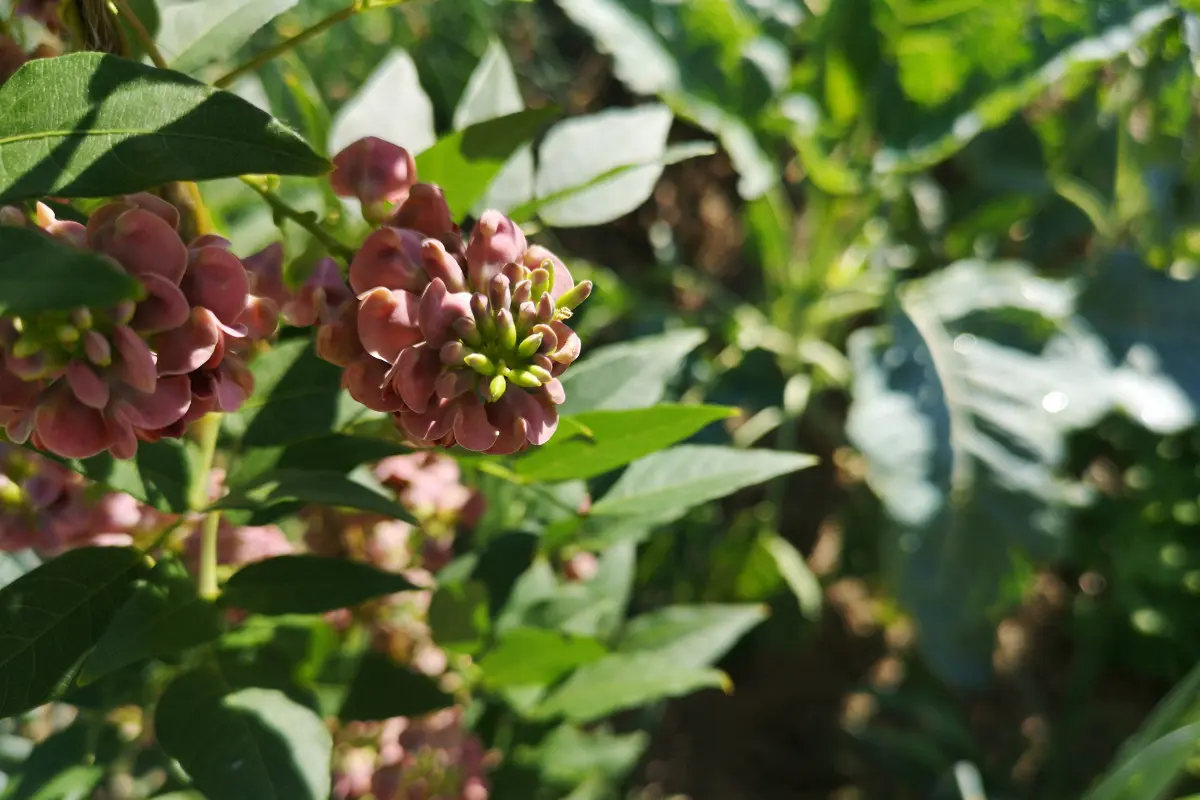 Jardin-Forêt du Chambon