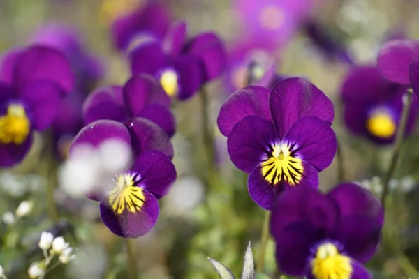 Les Serres du Ballon