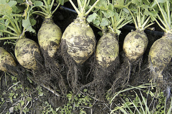 Exemples de légumes oubliés
