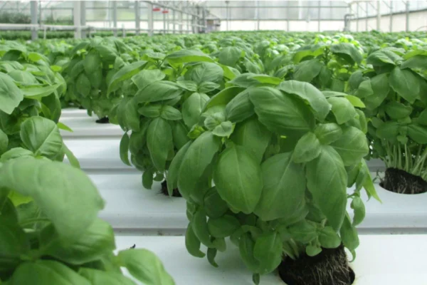 Midi Plant, producteurs de plants potagers