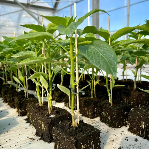 Les plants potagers de Midi Plant
