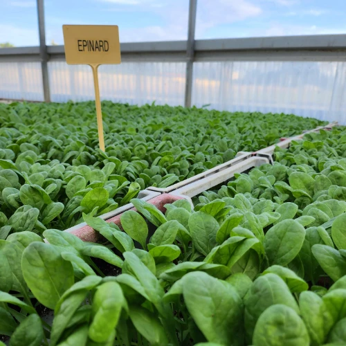 Les plants potagers de Midi Plant