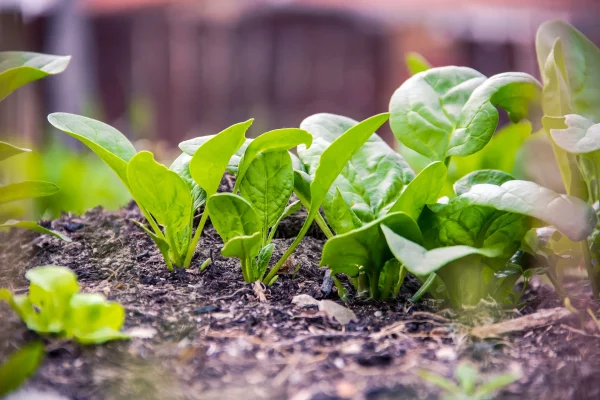 Que planter en mars au potager