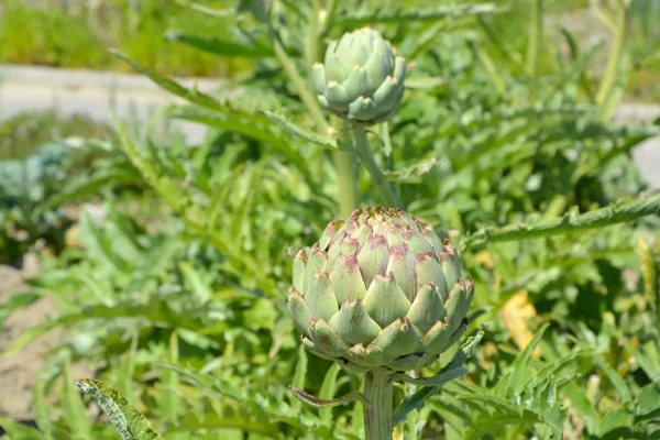 Que planter en avril au potager