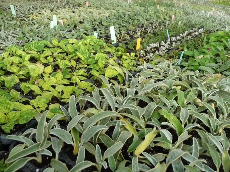 Aromatiques Les Arômes du Grès