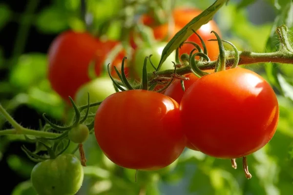 Que planter en mai au potager