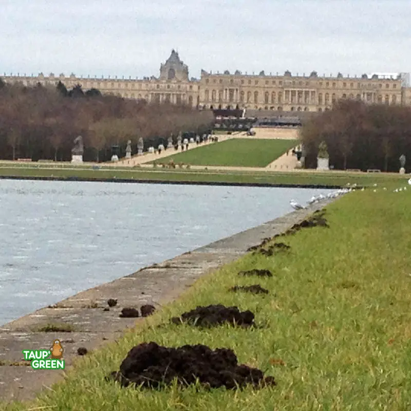 Intervention Jérôme Dormion au Château de Versailles