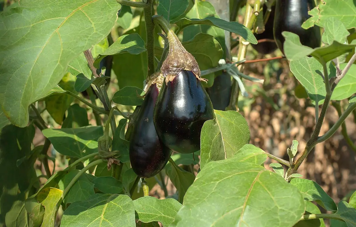 Que planter en juin au potager