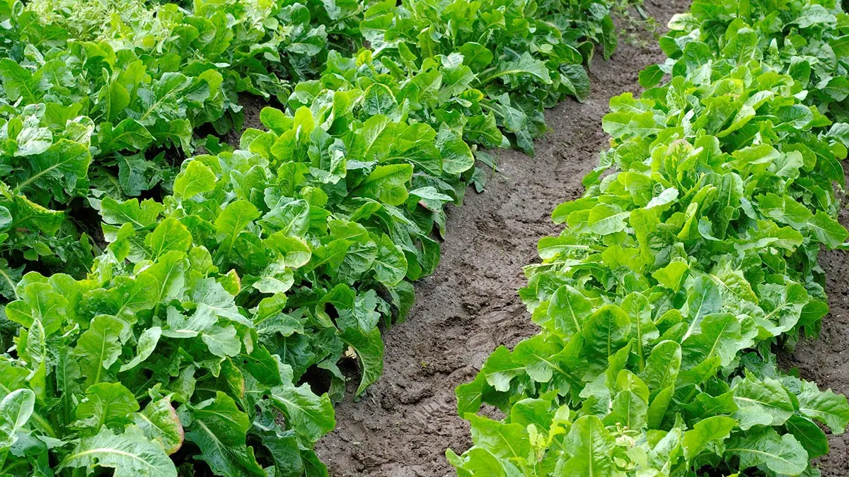 Que planter en août au potager