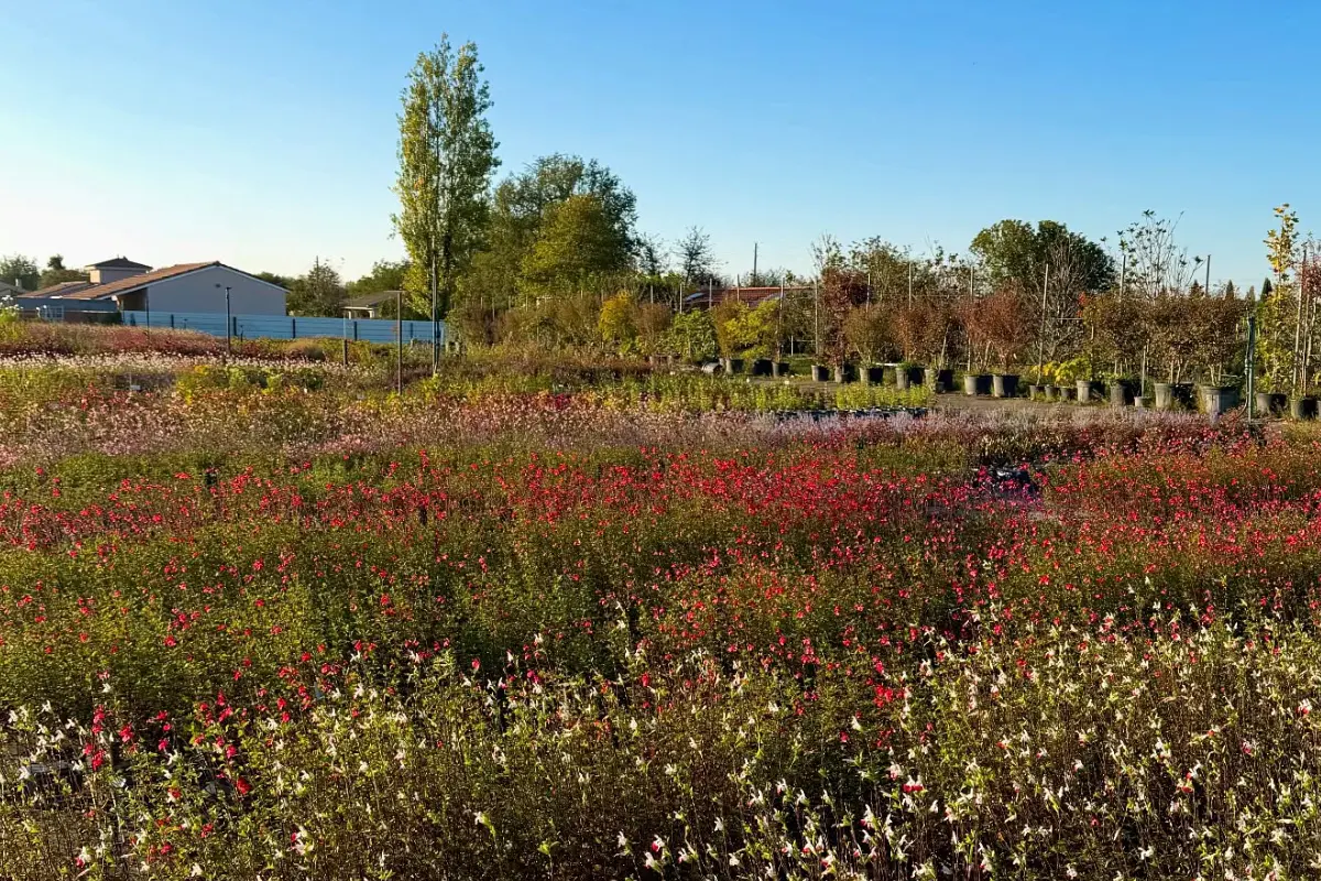 Les Pépinières Bauduc