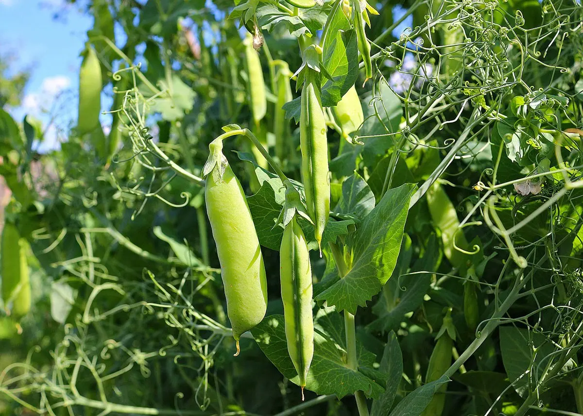 Que semer en décembre au potager