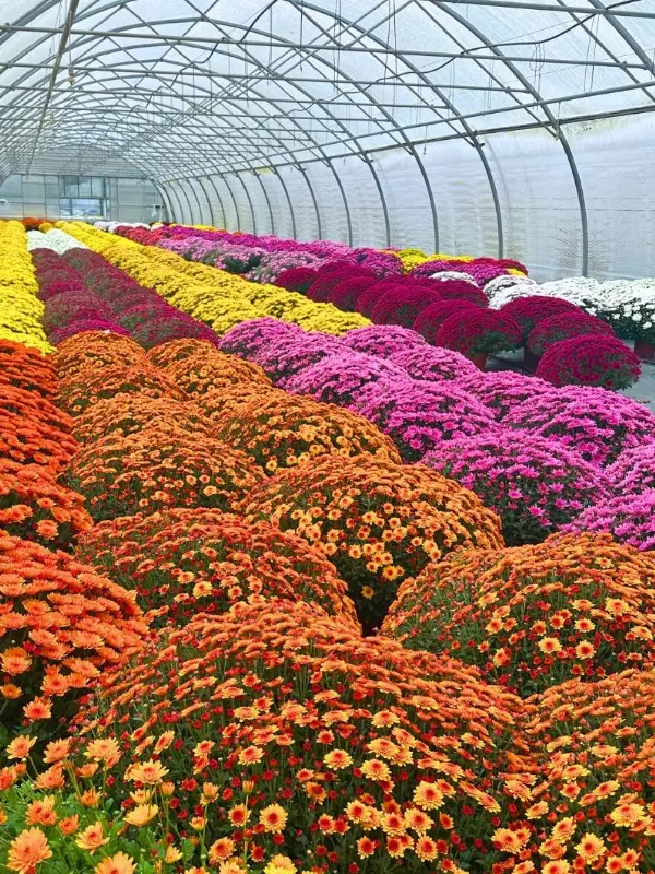 Les chrysanth&egrave;mes de la Jardinerie Au Jardin des Plantes