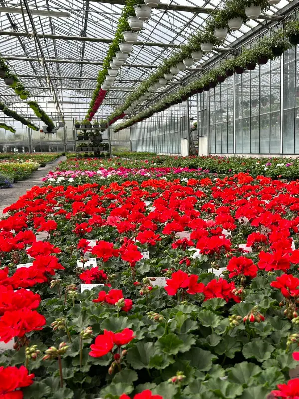 La production florales de la Jardinerie Au Jardin des Plantes