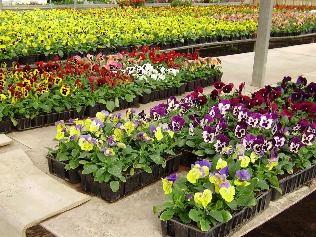 La production Marty Fleurs