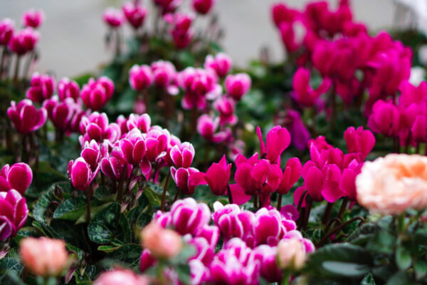 Marty Fleurs Horticulture