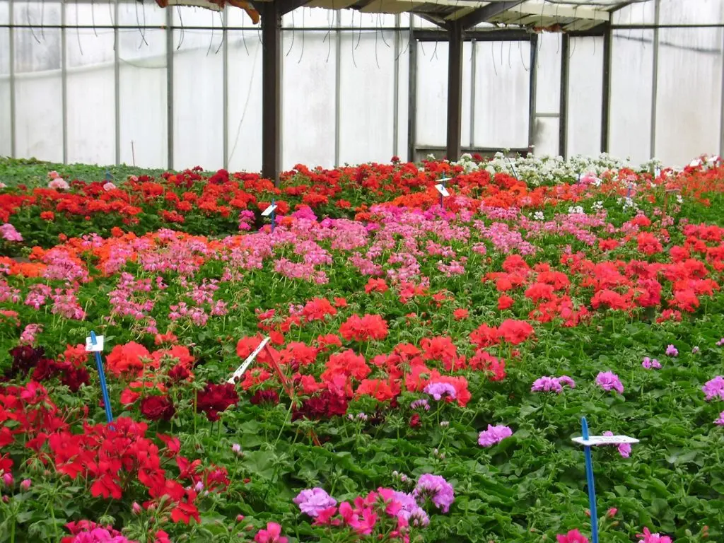 La production Marty Fleurs