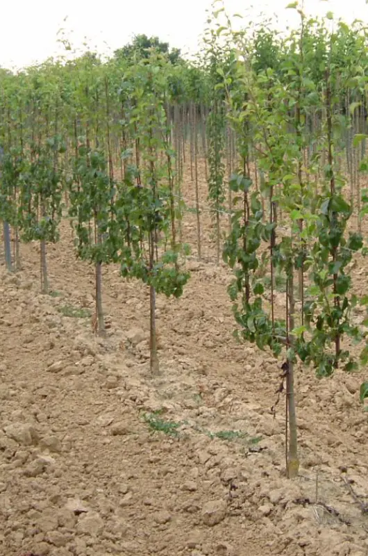 Arbres des Pépinières Laurentaises