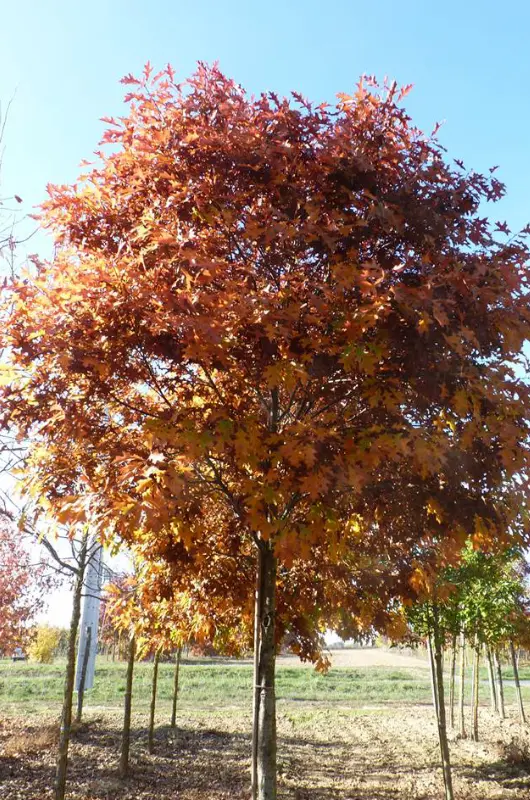 Chêne des marais