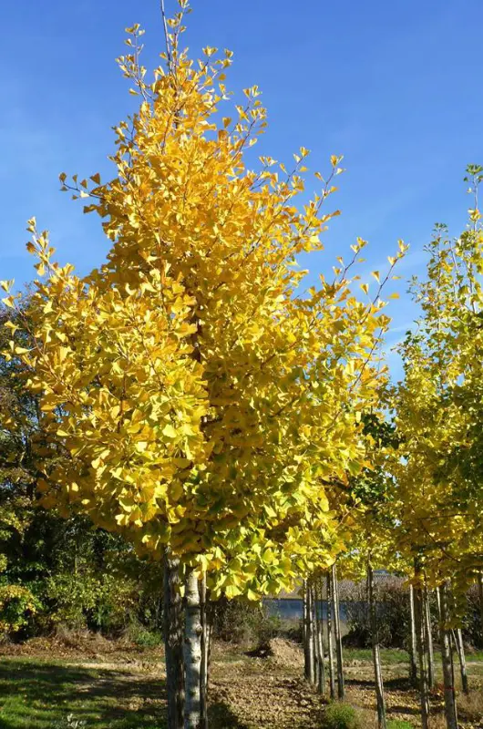 Ginkgo biloba