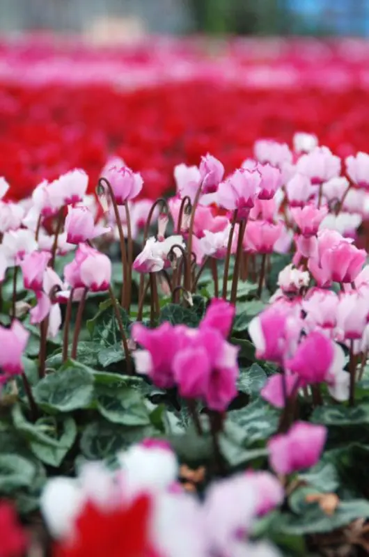 Fleurs Delmas Horticulture