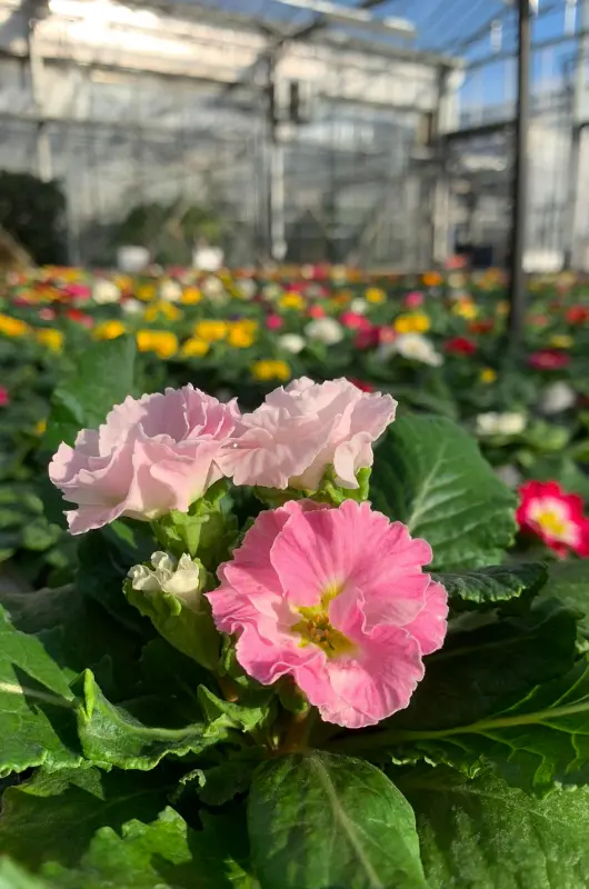 Fleurs Delmas Horticulture