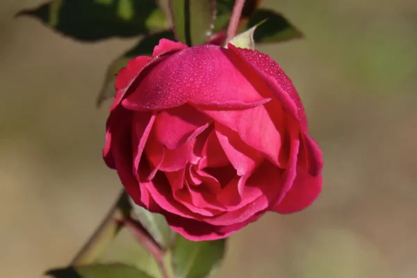 Les différents types de rosiers