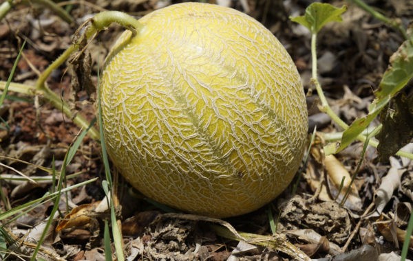 Melon : le fruit du soleil