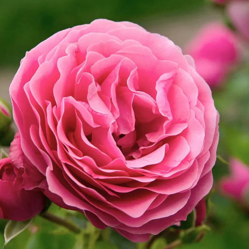 Rosier arbustif