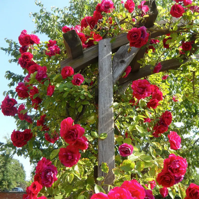 Rosier grimpant