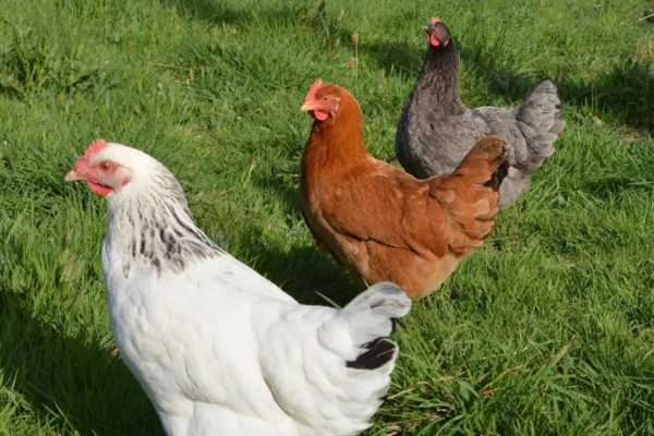 Chemin des Poulaillers