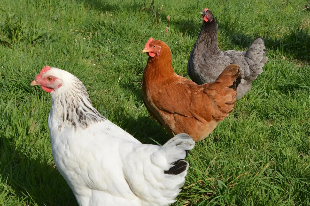 Chemin des Poulaillers