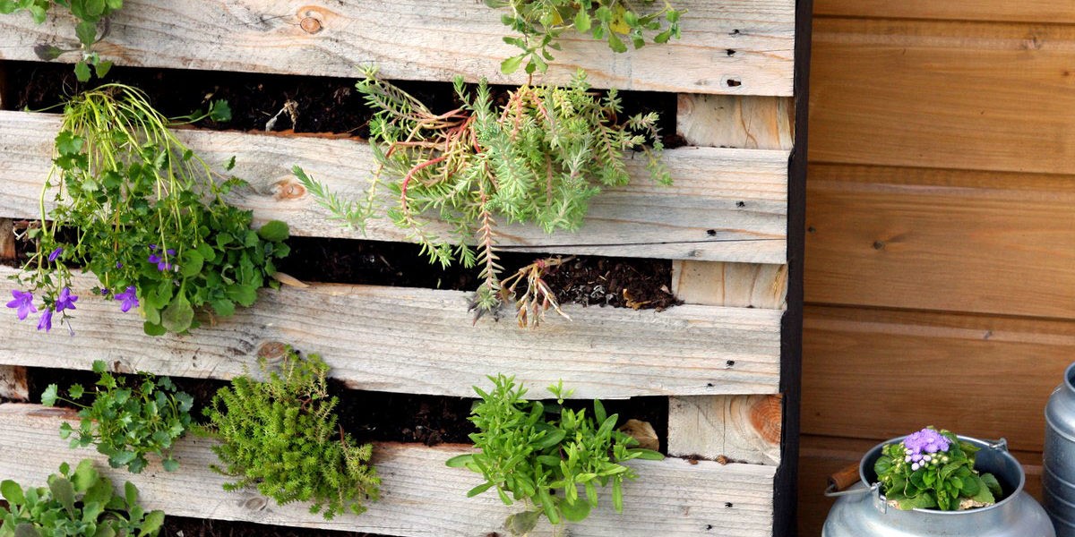 Idée récup : un mur végétal avec une palette en bois - Blog jardin