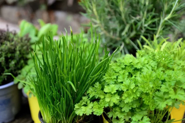 Bien planter ses aromatiques
