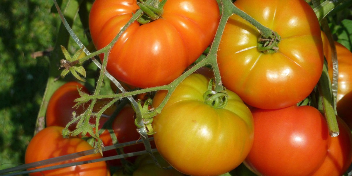 Tomate : un condensé de saveur et de fraîcheur
