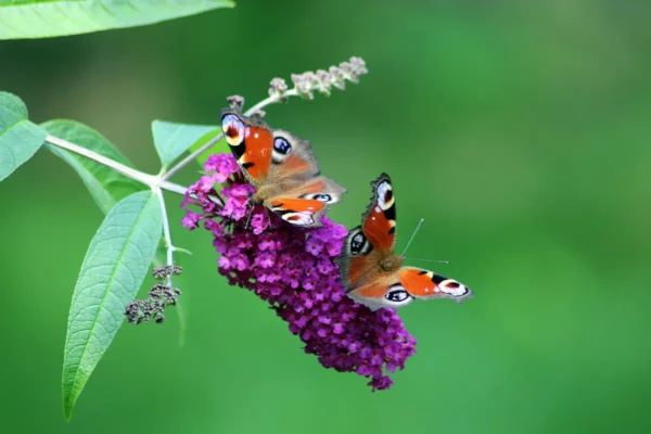 Les papillons