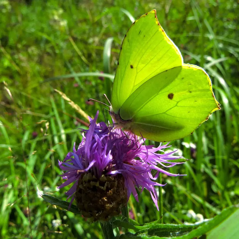 Papillon citron