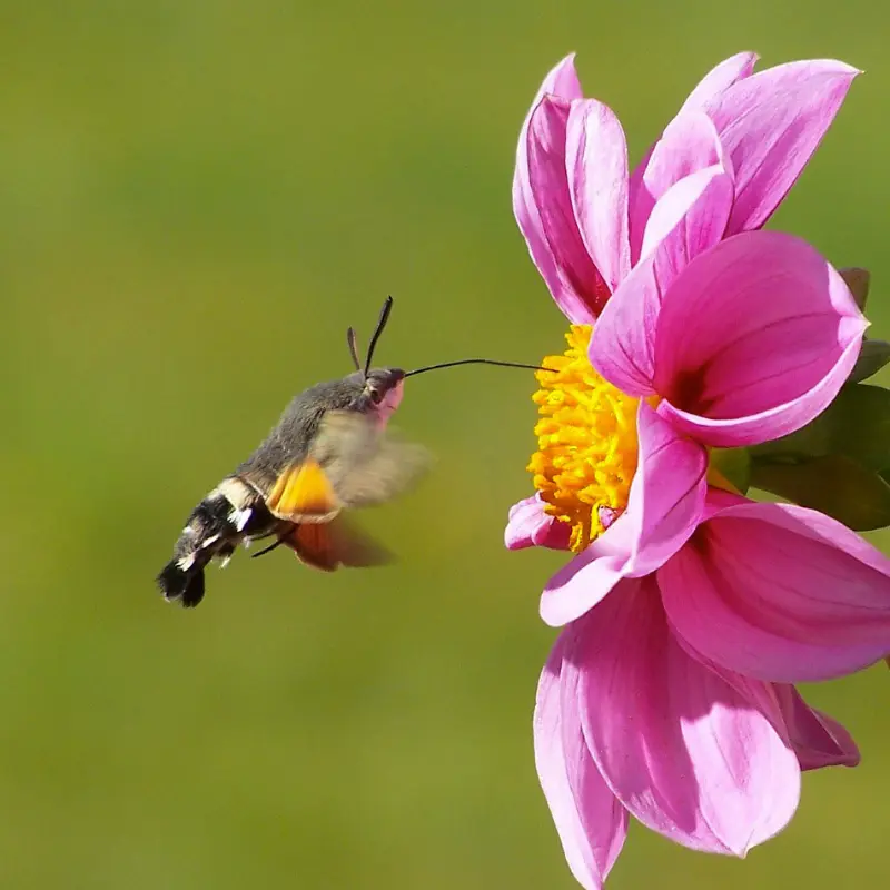 Papillon sphynx