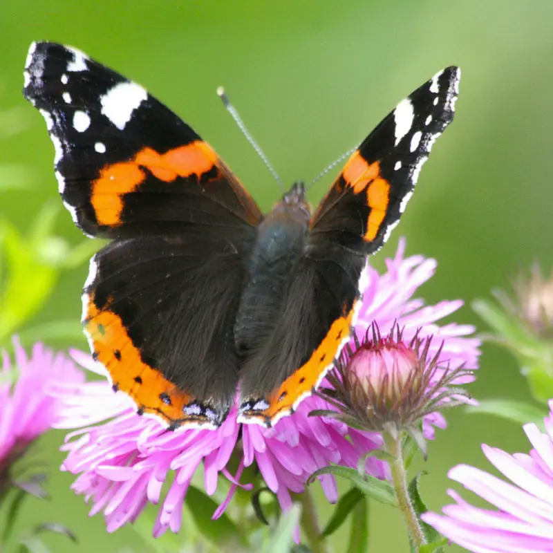 Papillon Vulcain