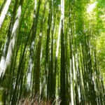 Forêt de bambous à Kyoto