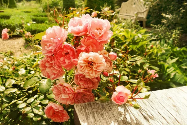 Les rosiers : peu d'entretien pour de magnifiques fleurs