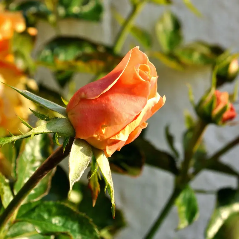 Rosiers