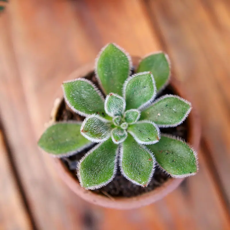Succulentes