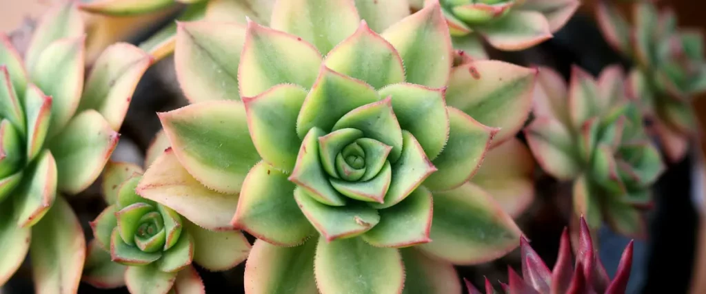 Succulentes