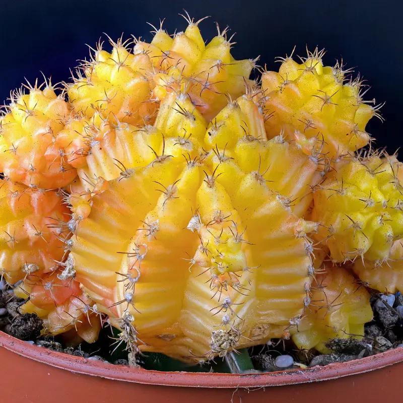 La beauté des succulentes