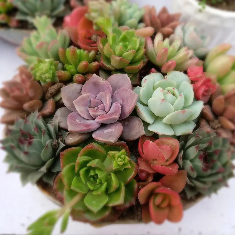 Les succulentes