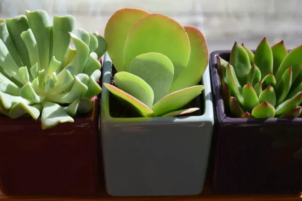 Qu'est ce que sont les succulentes