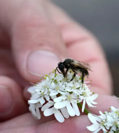 Abeille