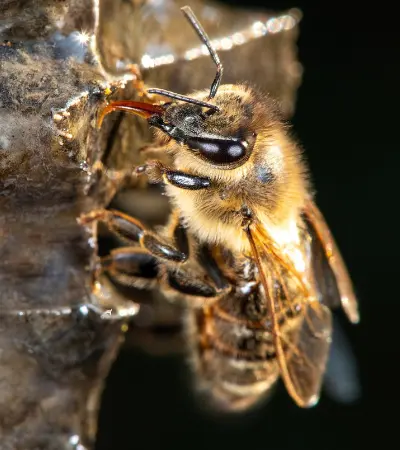 Abeille