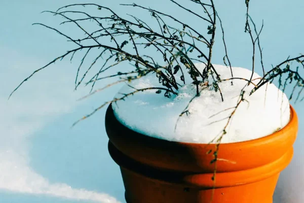 Protéger les plantes sensibles au froid : conseils et astuces pour l’hiver